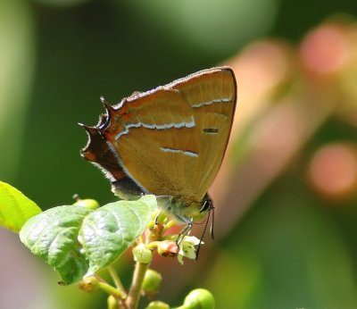 Sleedoornpage - Brown Hairstreak