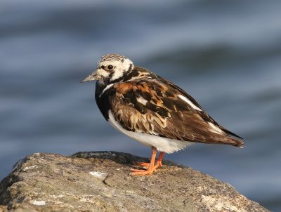 Steenloper - Ruddy Turnstone