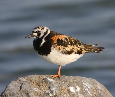 Steenloper - Ruddy Turnstone