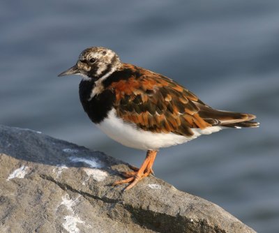 Steenloper - Ruddy Turnstone