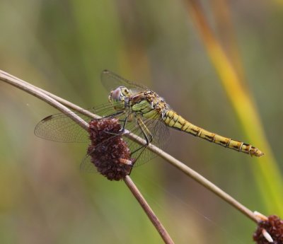 Steenrode Heidelibel - Moustached Darter