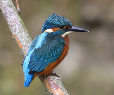 IJsvogel - Common Kingfisher