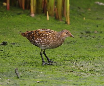 Porseleinhoen - Spotted Crake