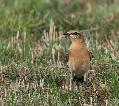 Tapuit - Northern Wheatear