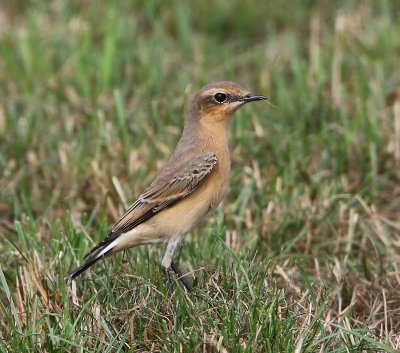 Tapuit - Northern Wheatear