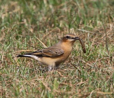 Tapuit - Northern Wheatear