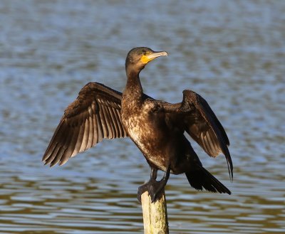 Aalscholver - Great Cormorant