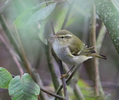 Bladkoning - Yellow-browed Warbler