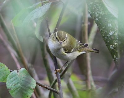 Bladkoning - Yellow-browed Warbler