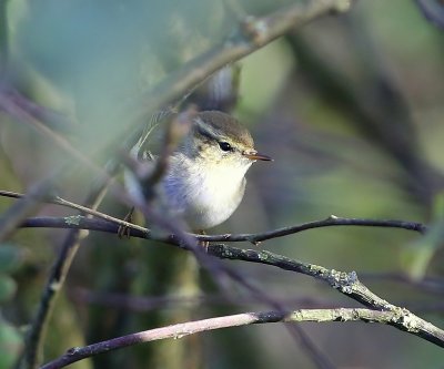 Bladkoning - Yellow-browed Warbler