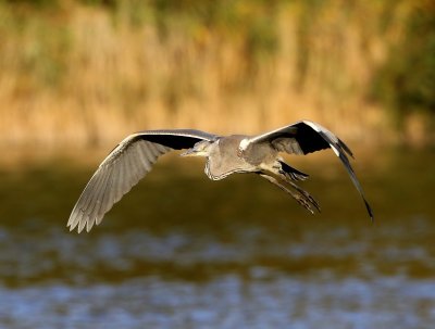 Blauwe Reiger - Grey Heron