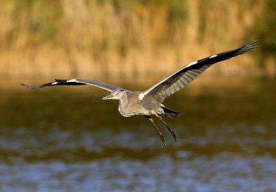 Blauwe Reiger - Grey Heron