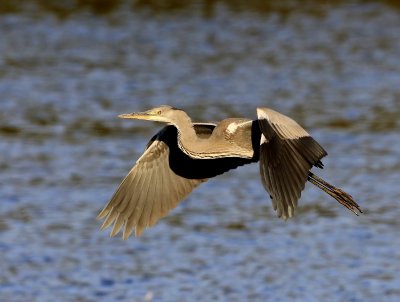 Blauwe Reiger - Grey Heron