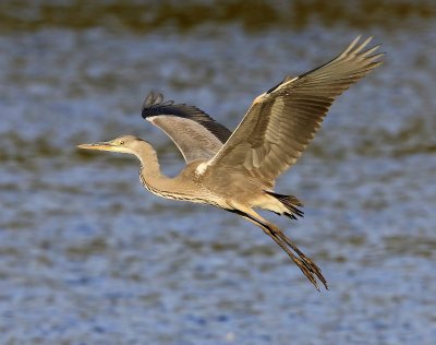 Blauwe Reiger - Grey Heron