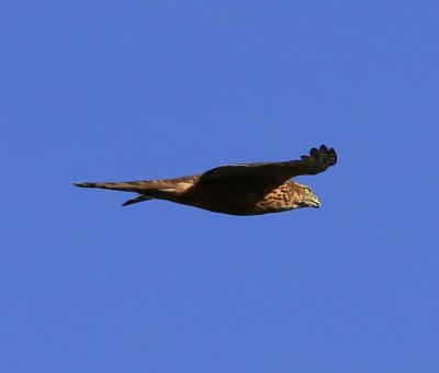 Havik - Northern Goshawk