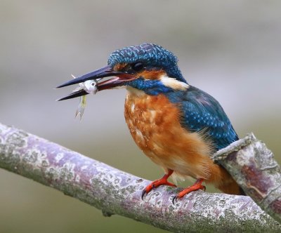 IJsvogel - Common Kingfisher