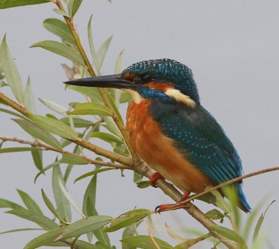 IJsvogel - Common Kingfisher