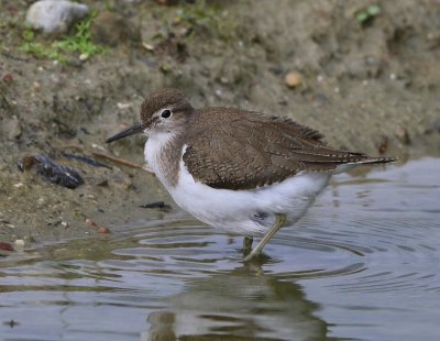 Oeverloper - Commons Sandpiper