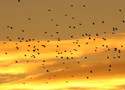 Spreeuwen - Common Starlings