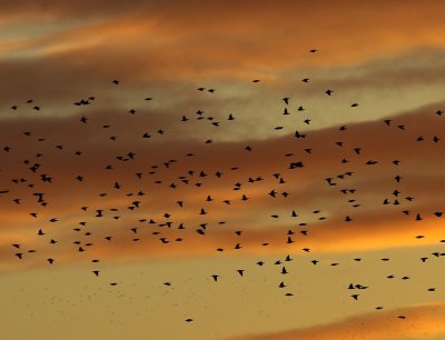 Spreeuwen - Common Starlings