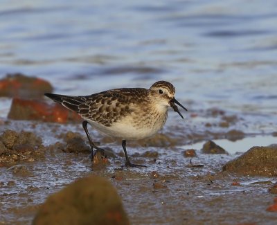 Bairds Strandloper - Baird's Sandpiper