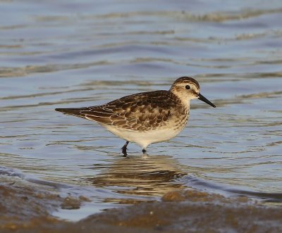 Bairds Strandloper - Baird's Sandpiper