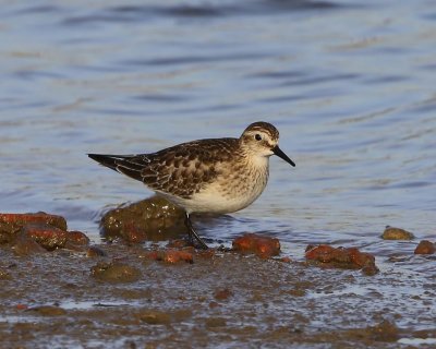 Bairds Strandloper - Baird's Sandpiper
