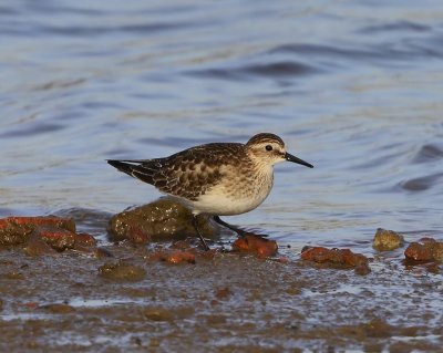 Bairds Strandloper - Baird's Sandpiper