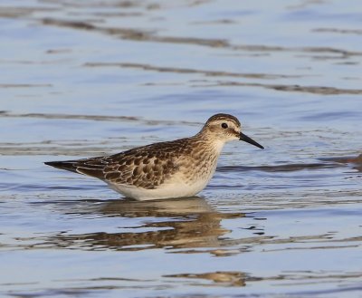 Bairds Strandloper - Baird's Sandpiper
