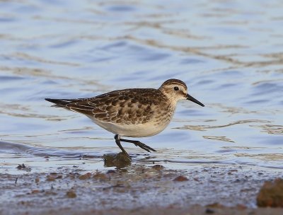 Bairds Strandloper - Baird's Sandpiper