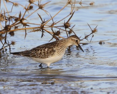 Bairds Strandloper - Baird's Sandpiper