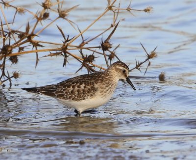 Bairds Strandloper - Baird's Sandpiper