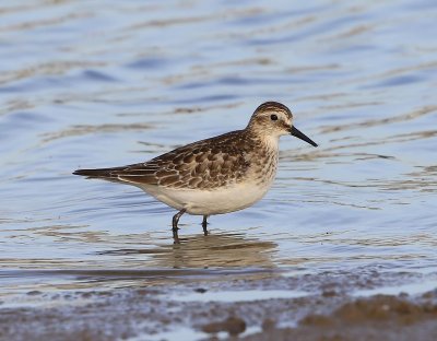 Bairds Strandloper - Baird's Sandpiper