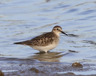 Bairds Strandloper - Baird's Sandpiper