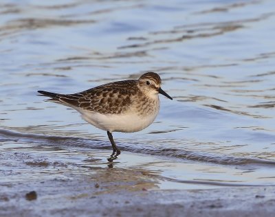 Bairds Strandloper - Baird's Sandpiper