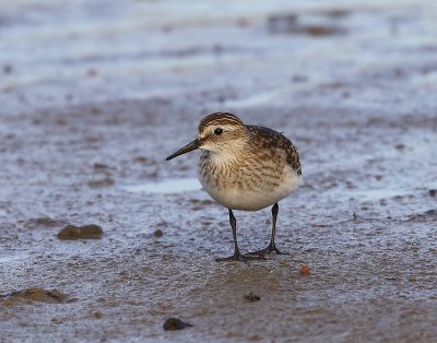 Bairds Strandloper - Baird's Sandpiper