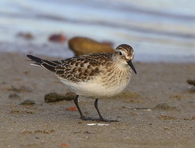 Bairds Strandloper - Baird's Sandpiper
