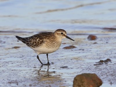 Bairds Strandloper - Baird's Sandpiper