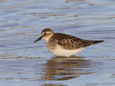 Bairds Strandloper - Baird's Sandpiper