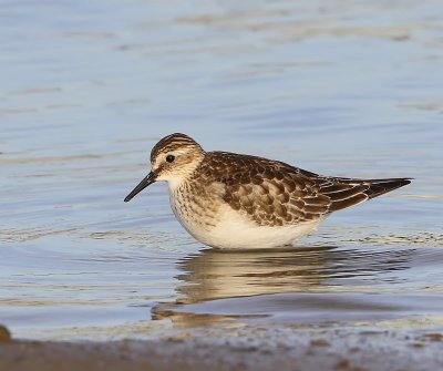 Bairds Strandloper - Baird's Sandpiper