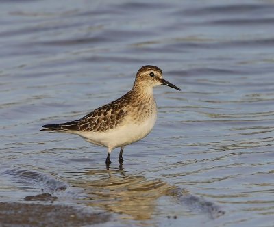 Bairds Strandloper - Baird's Sandpiper