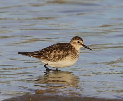 Bairds Strandloper - Baird's Sandpiper