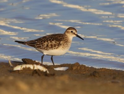 Bairds Strandloper - Baird's Sandpiper