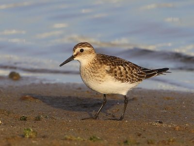 Bairds Strandloper - Baird's Sandpiper