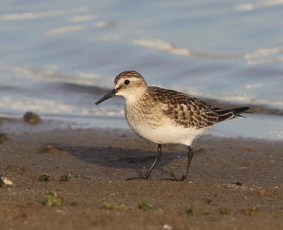 Bairds Strandloper - Baird's Sandpiper