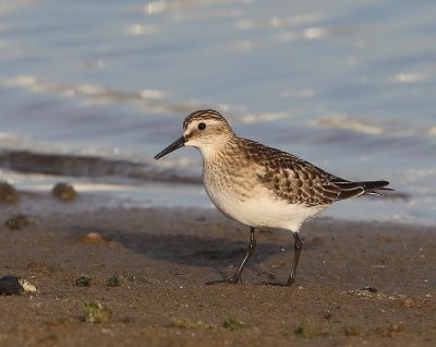 Bairds Strandloper - Baird's Sandpiper
