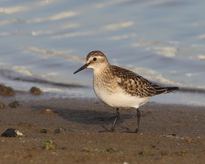 Bairds Strandloper - Baird's Sandpiper