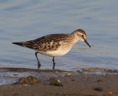 Bairds Strandloper - Baird's Sandpiper