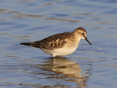 Bairds Strandloper - Baird's Sandpiper