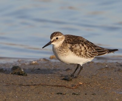 Bairds Strandloper - Baird's Sandpiper